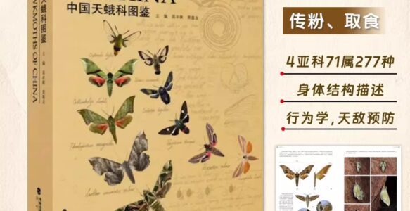 中国天蛾科图鉴