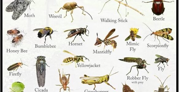 昆蟲綱2025 年最新物種數統計